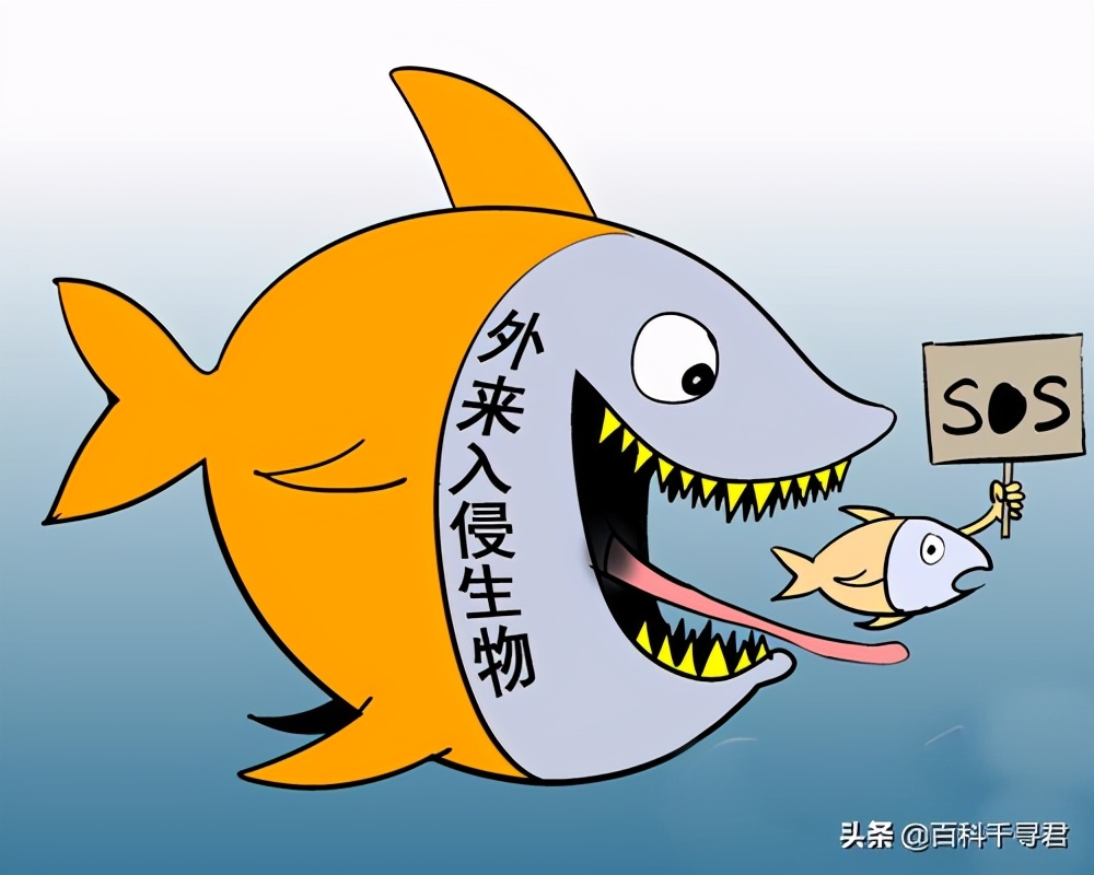 我国有哪些入侵物种,什么入侵物种在中国是被吃最惨的