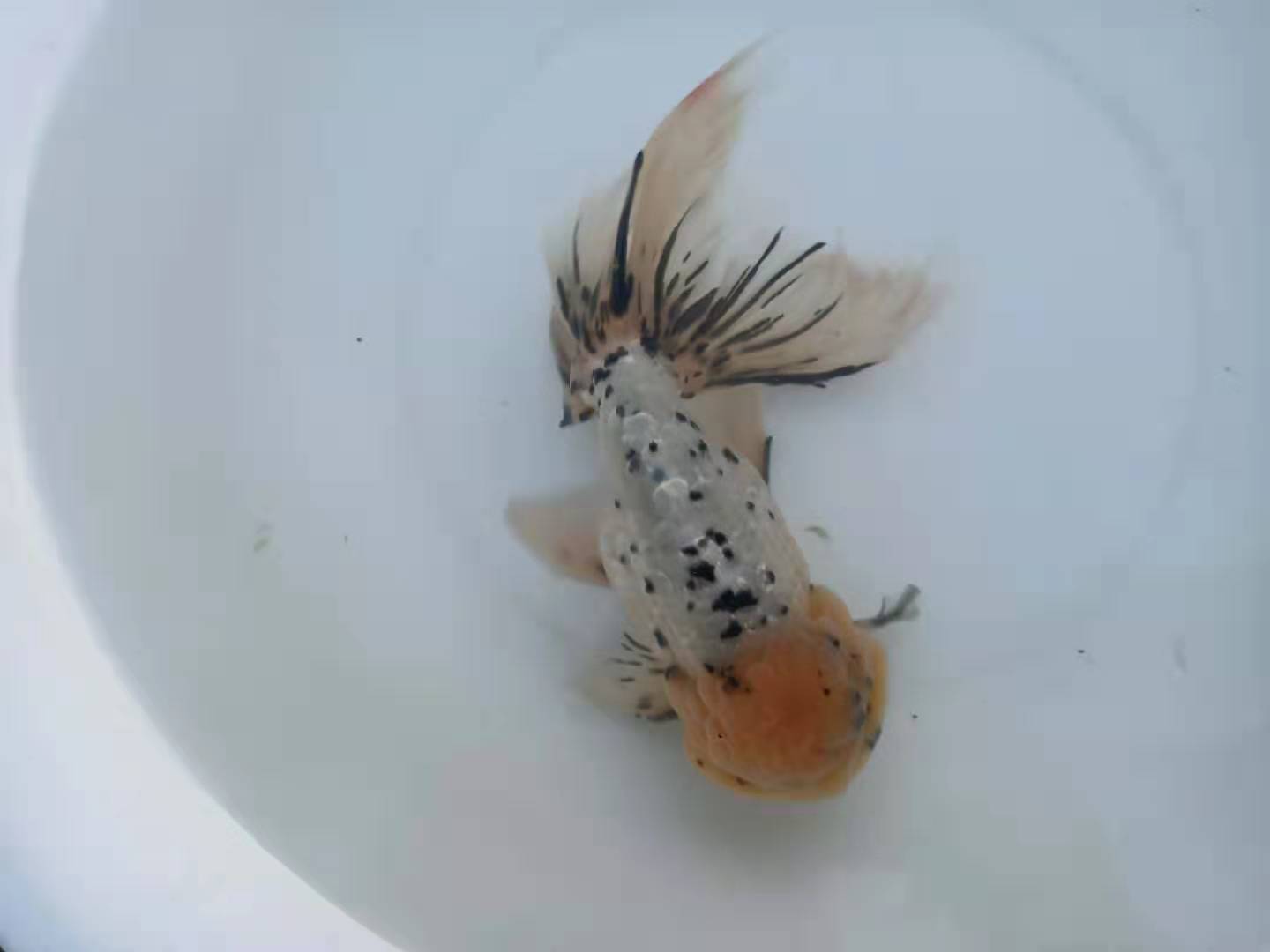 金鱼常见的几种疾病及治疗方法,金鱼生病升温多少度才能杀菌