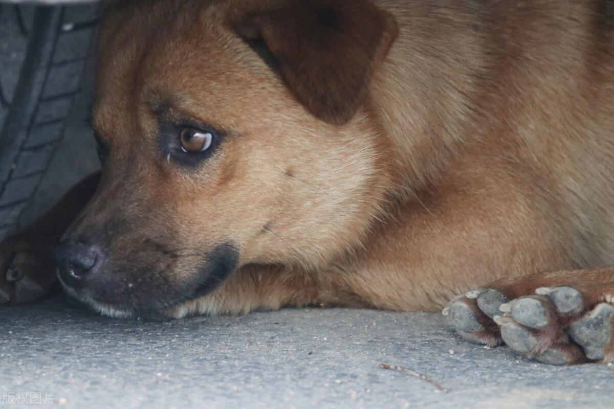 世界狂犬病日中国狂犬病发病情况,世界狂犬病间接传播