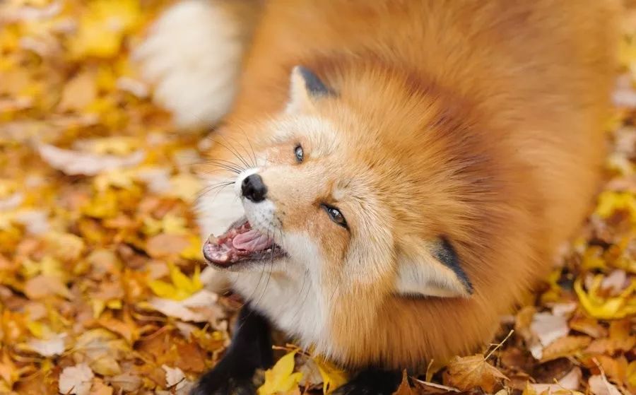 日本这只丧脸小狐狸霸占热搜，吃不到东西的委屈样萌化网友