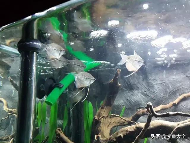 养鱼的鱼缸家里没有怎么办,养鱼没地方放鱼缸