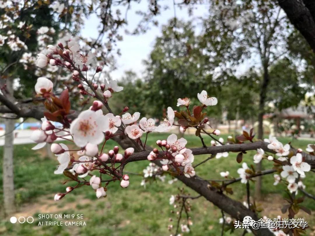 春天来了、春天的油菜花、我心中的春天、春诗