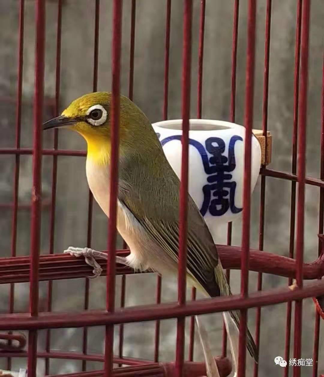 养绣眼技术大全,养绣眼的十大技巧