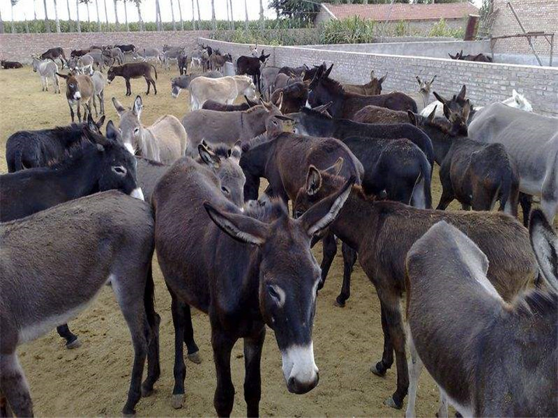 驴子怎么饲养,驴子的养殖技巧