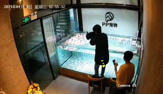 法斗游泳淹死了,法斗在宠物医院洗澡意外死亡后续