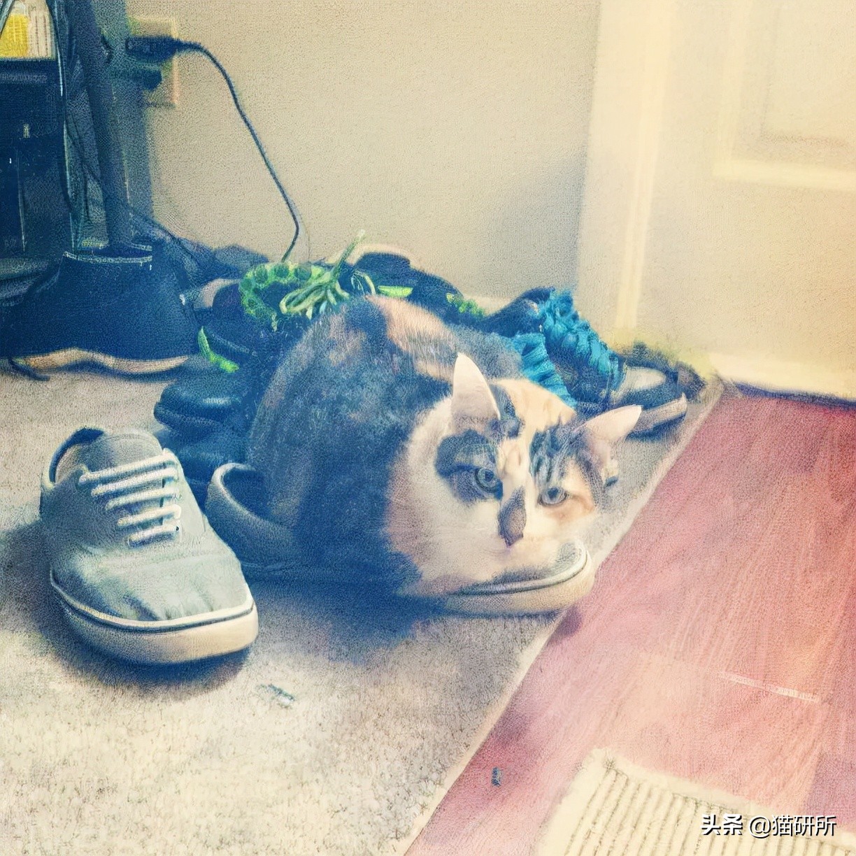 脚气传染猫咪 (猫咪脚气一般什么症状)