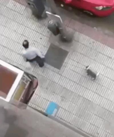 西班牙宠物狗被遛30次,西班牙狗狗一天被遛28次