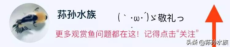 斑马鱼的饲养技术和注意事项,斑马鱼饲养技术条件
