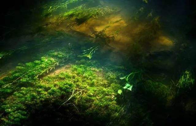 儿童致命的水生物有哪几种？看这篇就够了