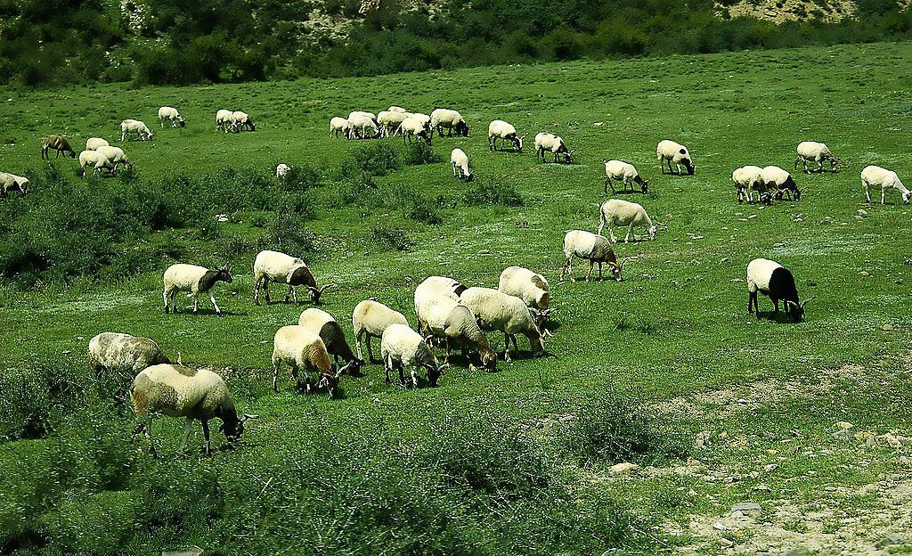 全球黄金奶源带分布图,全球黄金奶源地