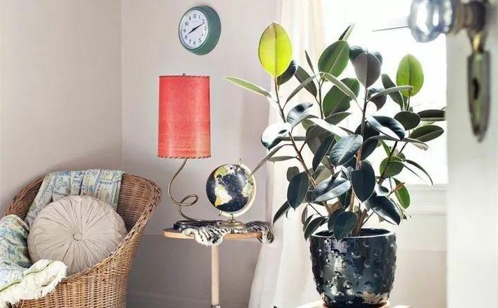 养花新手不知道养什么，就选这几种植物，轻松养爆盆