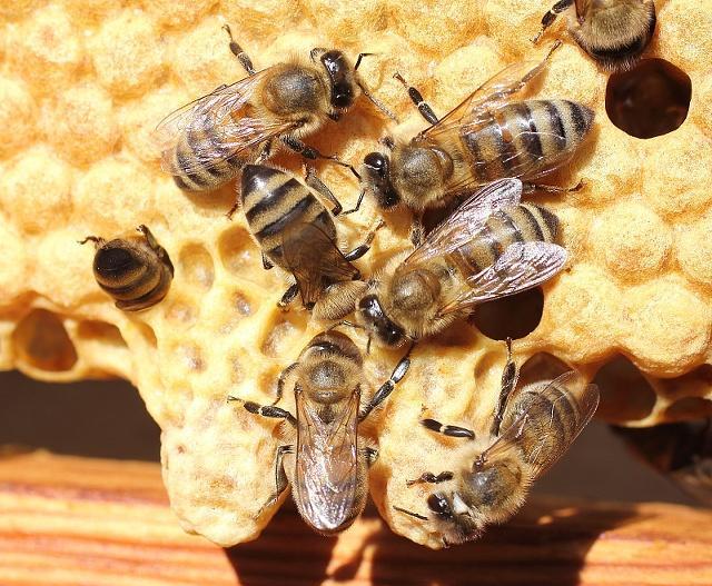 分蜂群如何快速找到蜂王,收到新分蜂未交尾蜂王群怎么管理