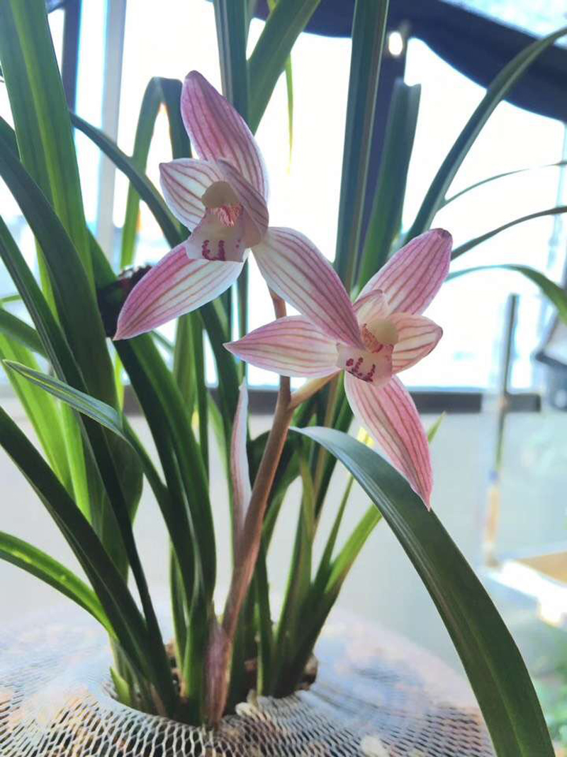 兰花叶从根部往上变黑,兰花叶变黄根变黑是啥原因