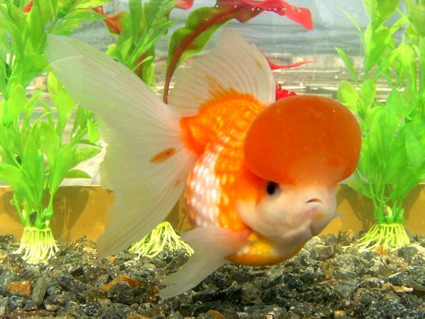 精品皮球珍珠金鱼图片,龙睛珍珠鳞金鱼