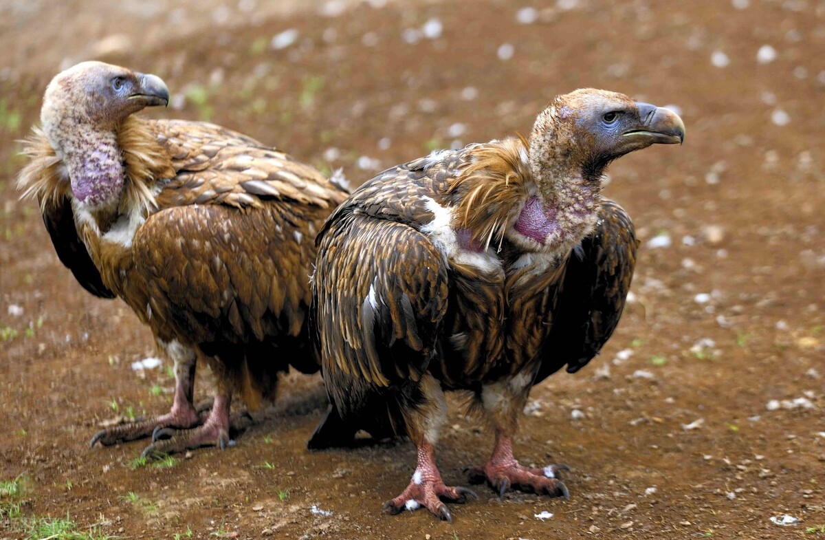 东江揽胜:收集常见鸟类图谱之猛禽篇,摄鸟人自留地,建议收藏