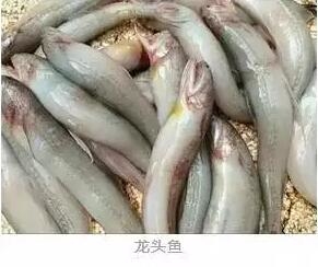 心痛的感觉!八种海鲜暂别啦