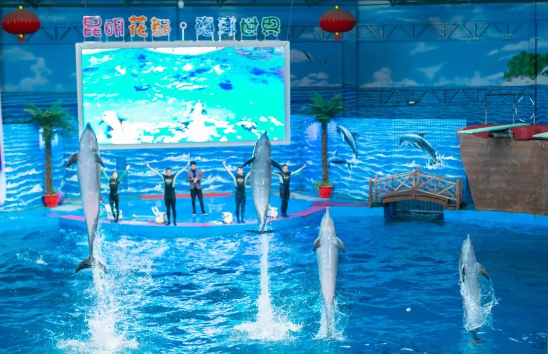 海花岛海洋乐园萌宠表演场,海花岛海洋乐园萌宠剧场