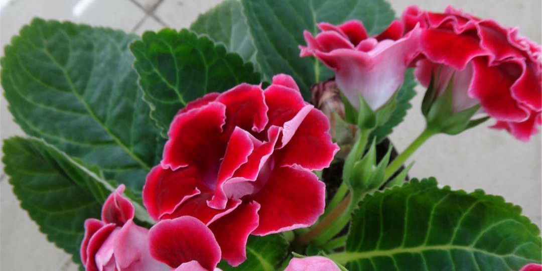 重瓣大岩桐四季开花盆栽,阳台养护大岩桐开花200多天