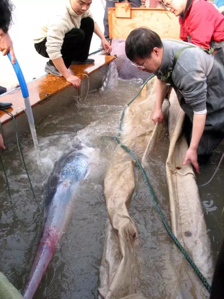 没有熊猫会怎样,比熊猫还濒危的动物中国特有动物