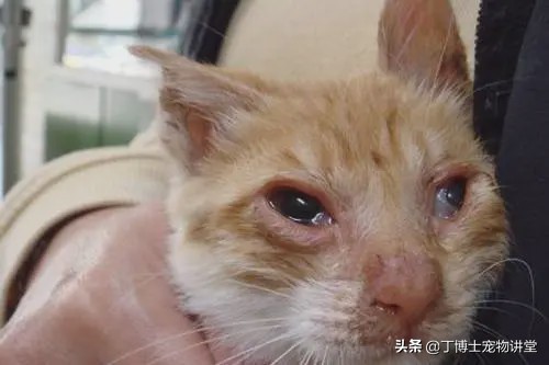 猫咪发病率可达100%的传染病——“猫鼻支”的研究和防治