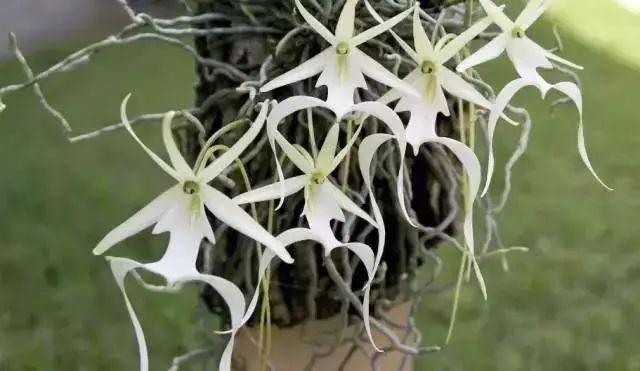 这才是世界上最贵的花卉,君子兰最便宜的花卉