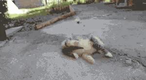 猫交配时，为什么叫声凄惨？公猫为什么要咬母猫的后颈？