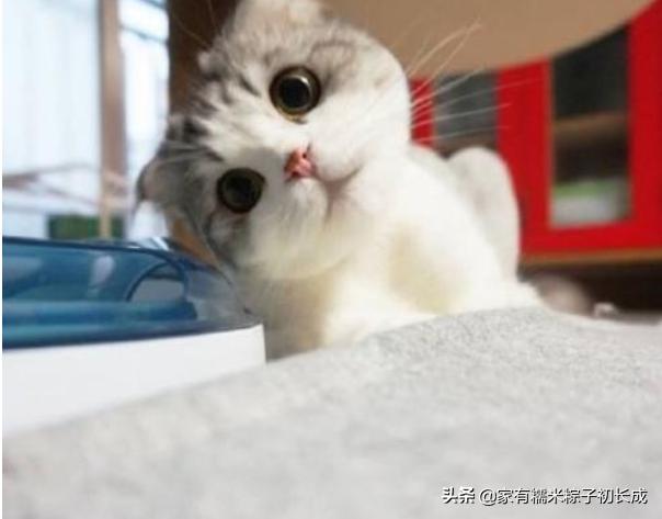 购买一只宠物猫购买前的选择过程,购买猫咪一般在网上哪里卖