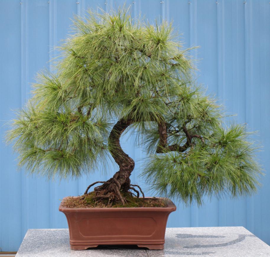 盆景松叶子发黄怎么补救,马尾松盆景养护全过程