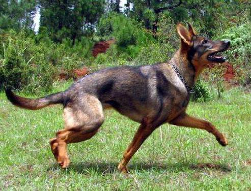 什么狗狗最好养也会保护主人,最忠诚和保护主人的狗