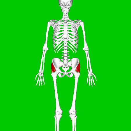 功能训练臀多久练一次,功能训练臀腿