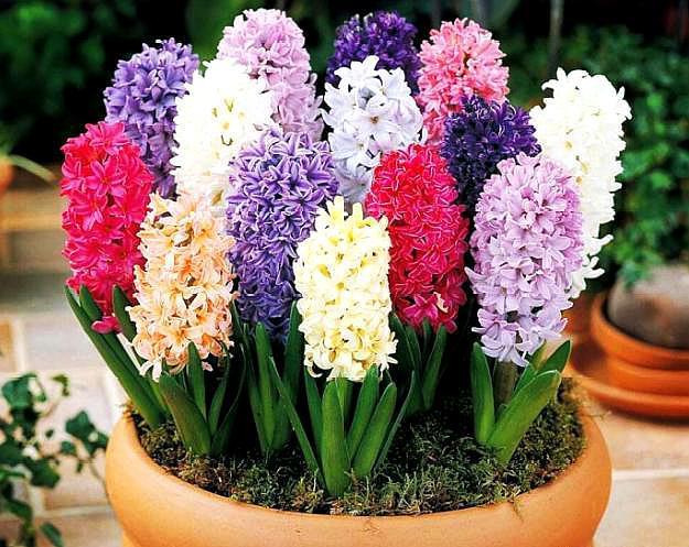 风信子开完花后怎么处理视频,风信子开花后怎么处理种球