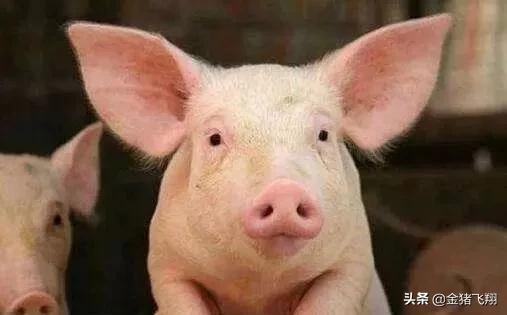 治疗猪鼻炎用什么特效药好,育肥猪鼻炎的最佳治疗方法