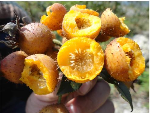 采摘时间长种植项目,采摘两年的果树