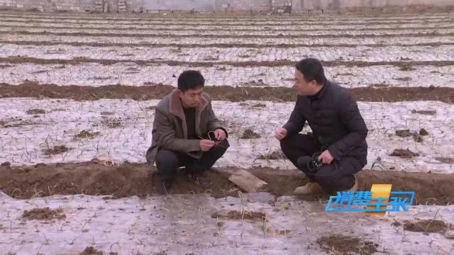 洋葱价格及出口情况,全国各地洋葱产地批发价格