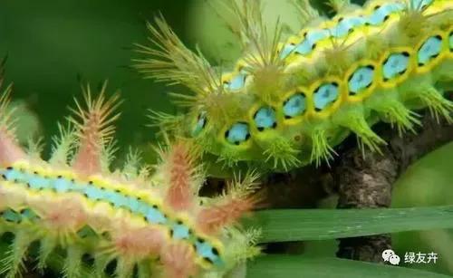 小时候被洋辣子扎过,小时候被洋辣子蛰