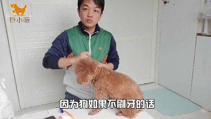 狗子的牙齿为什么那么臭,狗子嘴巴臭吃什么好