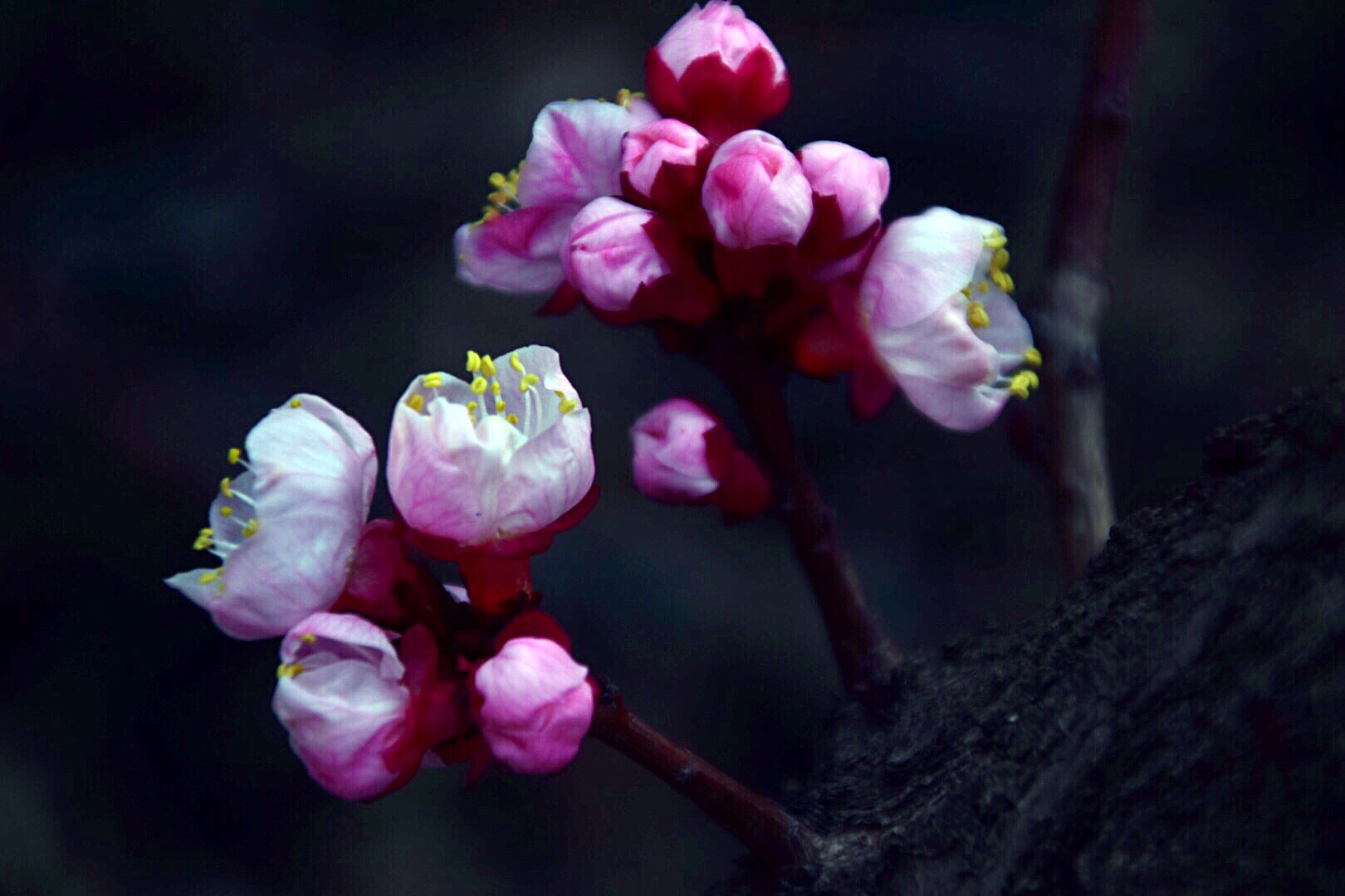 漂亮的杏花在枝头绽放,杏花盛开姹紫嫣红春意盎然