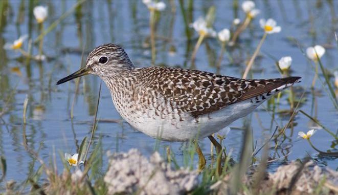 广东常见鸟类图谱图文,广东常见鸟类图谱