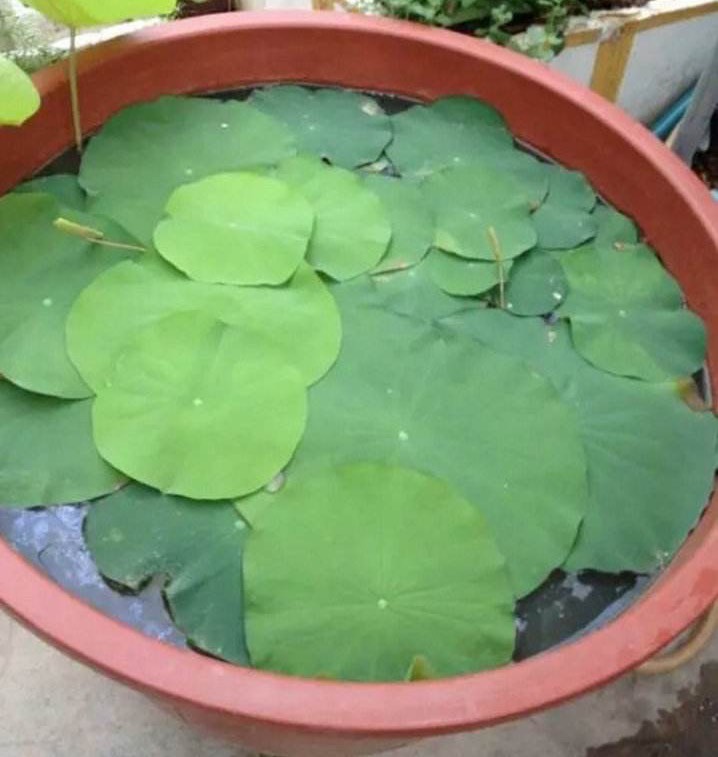 用老水缸来种荷花,旧水缸种莲藕视频