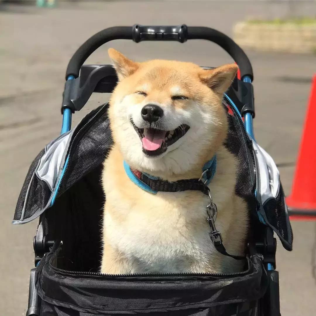 柴犬阶级意识,柴犬成为了门面担当