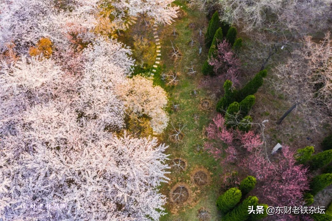 网红美景,网红一棵树樱花园