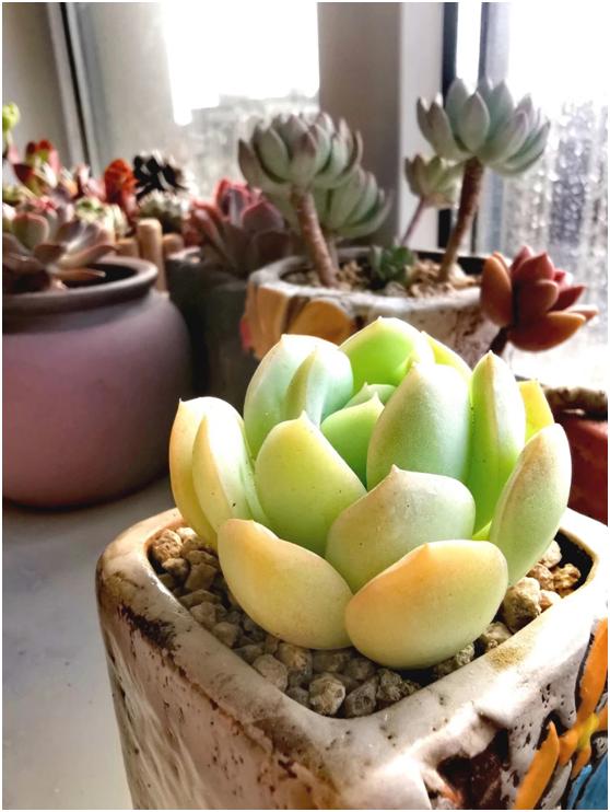 多肉虐我千百遍，我待多肉如初恋