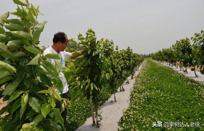 樱桃树如何正确种植,樱桃好吃树难栽真的就这么难么