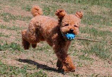 十大公认的最好养的狗泰迪犬,狗狗百科全书泰迪犬