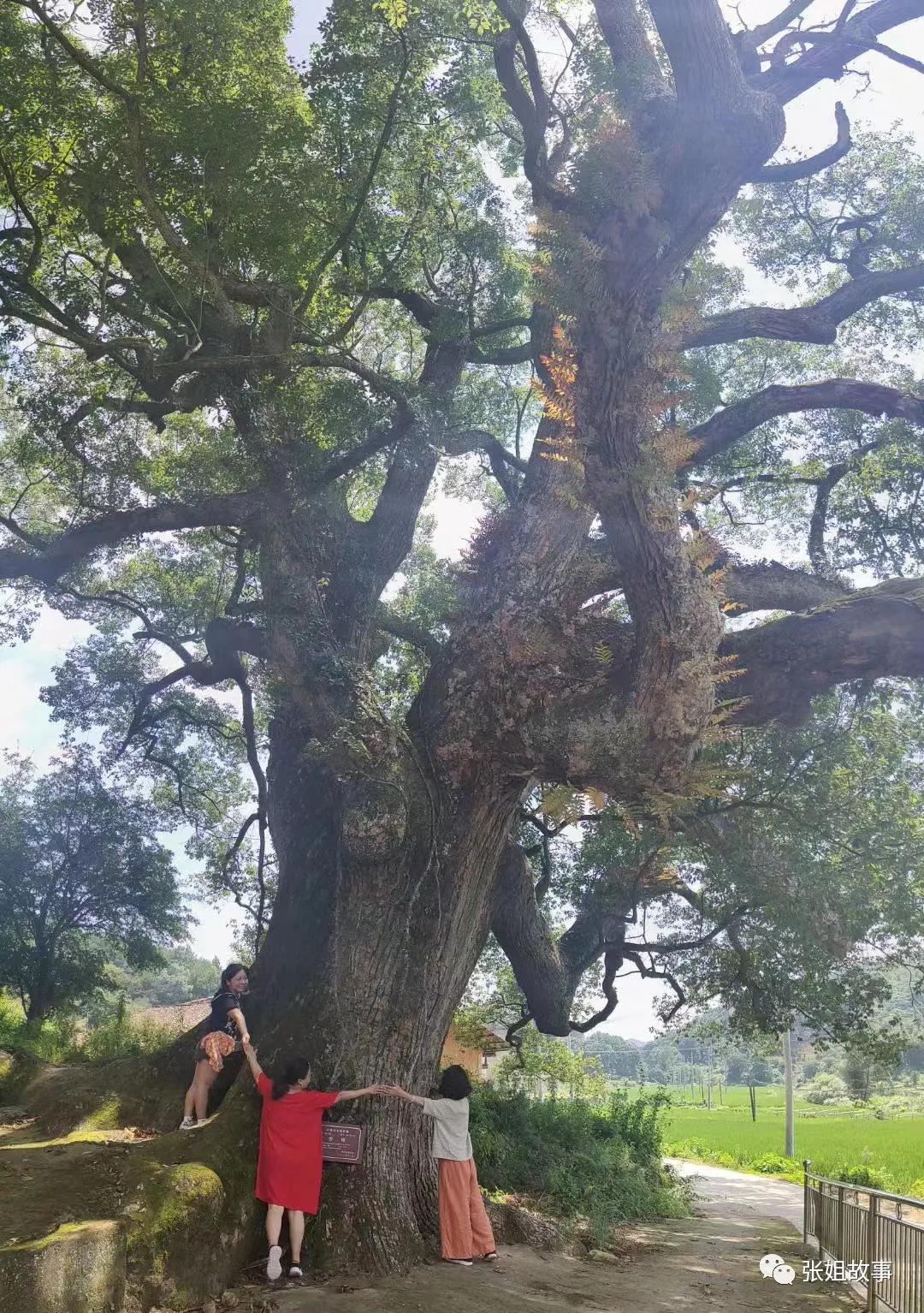 为什么温汤镇很多上海人,上海人在温汤镇