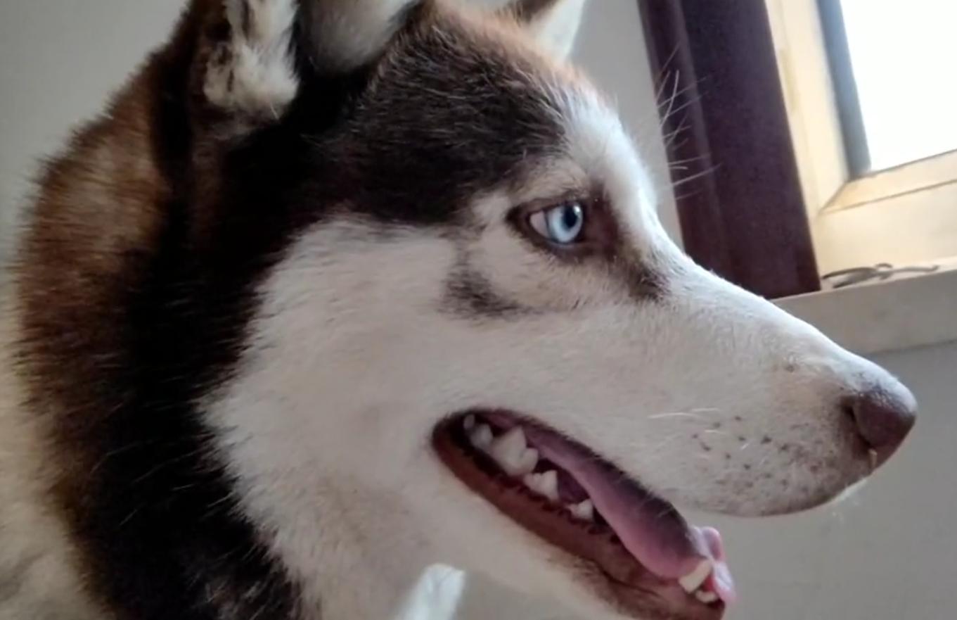 年度大戏，金毛：我媳妇生了，孩子是我弟弟哈士奇的