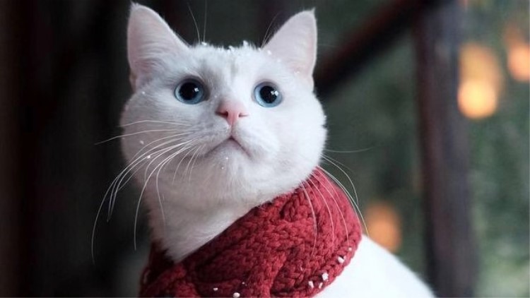 猫咪咬人如何纠正,自家的猫咪为什么这么喜欢咬人