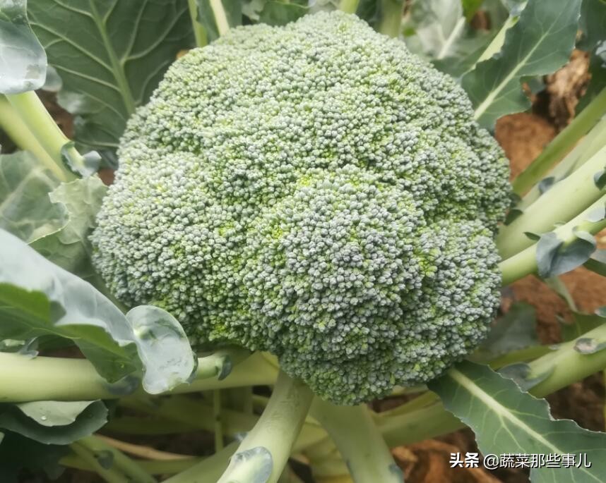 十字花科蔬菜种子,十字花科蔬菜名单