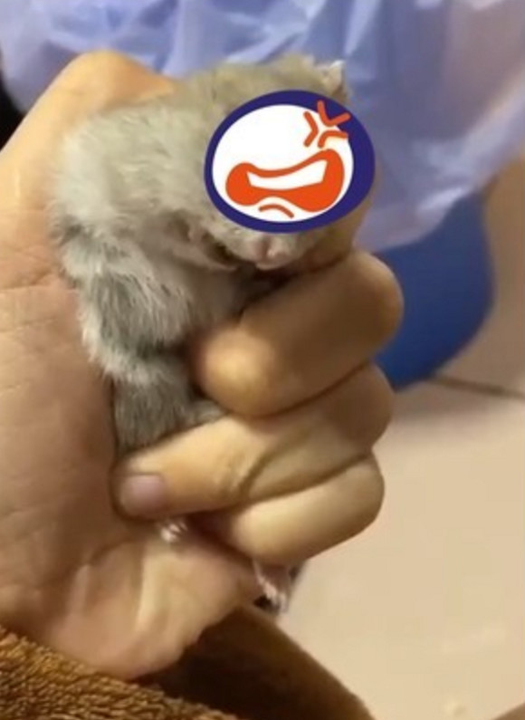 一个女孩捏仓鼠的视频,女子使劲用手捏仓鼠