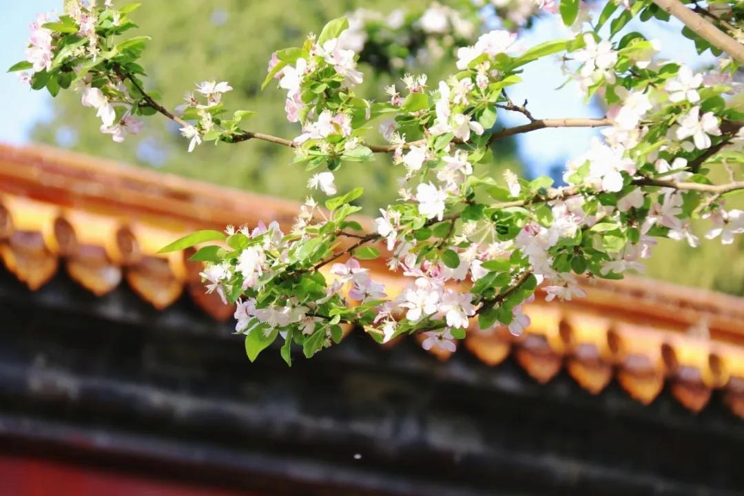 北京人少景美赏秋的公园,北京赏秋中山公园